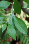 Common winterberry